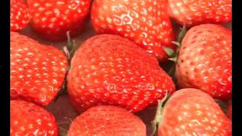 国产草莓视频,视频带你领略田园风光与美味果实 第2张 国产草莓视频,视频带你领略田园风光与美味果实 第2张