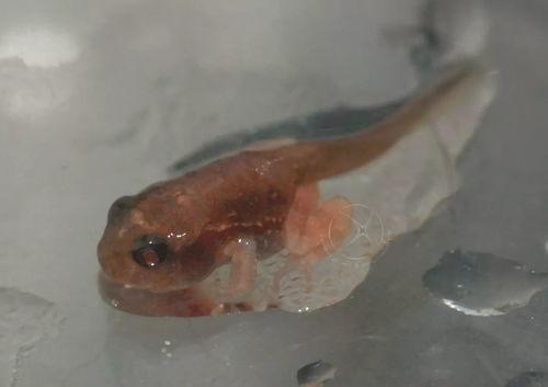 国产蝌蚪,创新科技引领未来生态养殖新篇章  第2张