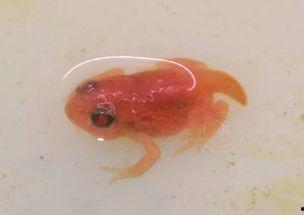 国产蝌蚪,创新科技引领未来生态养殖新篇章  第3张